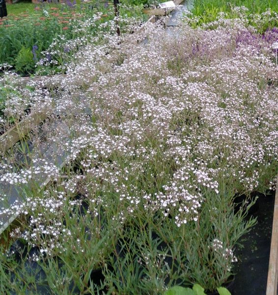 Gypsophila paniculata 'Festival White Flare' Pööriskipslill